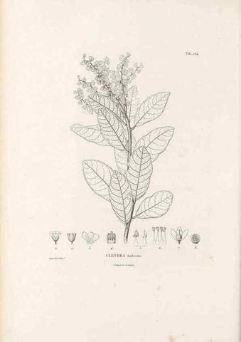 Reproducción/Reproduction 49521036208: Nova genera et species plantarum :. Antverpiae :Ex officina Christophori Plantini ...,1576.. 