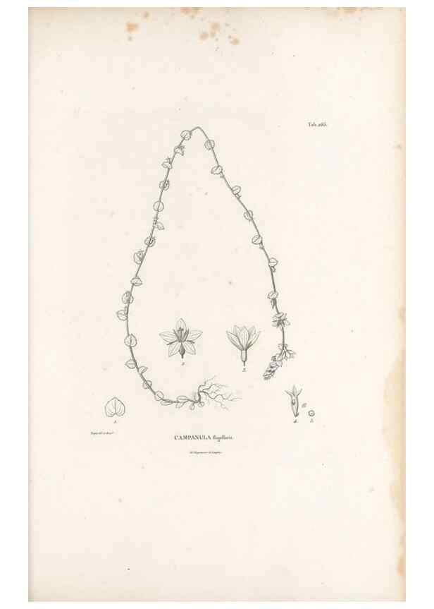 Reproducción/Reproduction 49521772092: Nova genera et species plantarum :. Antverpiae :Ex officina Christophori Plantini ...,1576.. 