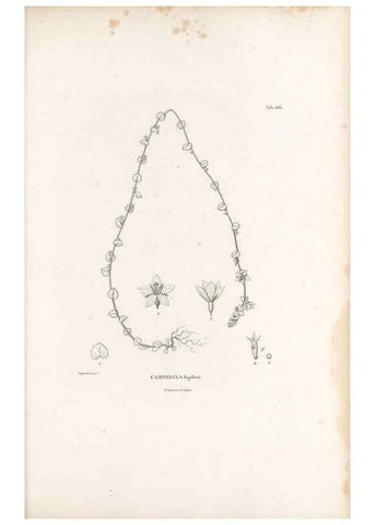 Reproducción/Reproduction 49521772092: Nova genera et species plantarum :. Antverpiae :Ex officina Christophori Plantini ...,1576.. 