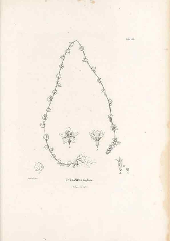 Reproducción/Reproduction 49521772092: Nova genera et species plantarum :. Antverpiae :Ex officina Christophori Plantini ...,1576.. 