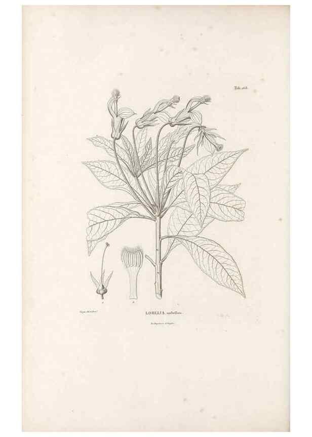 Reproducción/Reproduction 49521036773: Nova genera et species plantarum :. Antverpiae :Ex officina Christophori Plantini ...,1576.. 