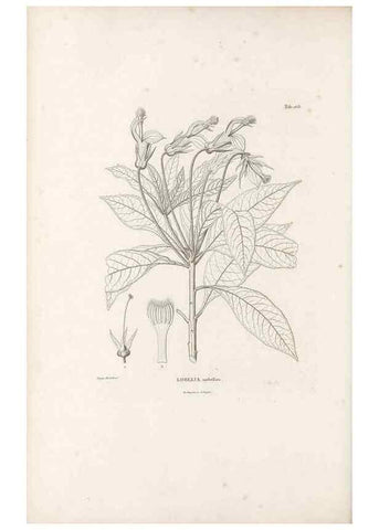 Reproducción/Reproduction 49521036773: Nova genera et species plantarum :. Antverpiae :Ex officina Christophori Plantini ...,1576.. 
