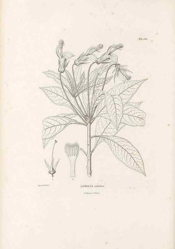 Reproducción/Reproduction 49521036773: Nova genera et species plantarum :. Antverpiae :Ex officina Christophori Plantini ...,1576.. 