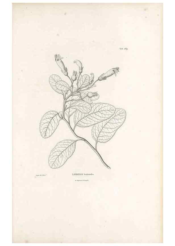 Reproducción/Reproduction 49521037083: Nova genera et species plantarum :. Antverpiae :Ex officina Christophori Plantini ...,1576.. 
