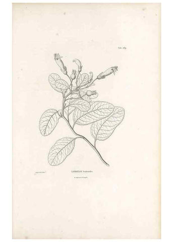 Reproducción/Reproduction 49521037083: Nova genera et species plantarum :. Antverpiae :Ex officina Christophori Plantini ...,1576.. 