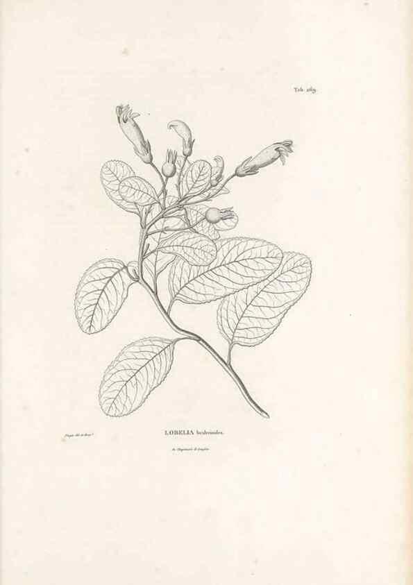 Reproducción/Reproduction 49521037083: Nova genera et species plantarum :. Antverpiae :Ex officina Christophori Plantini ...,1576.. 