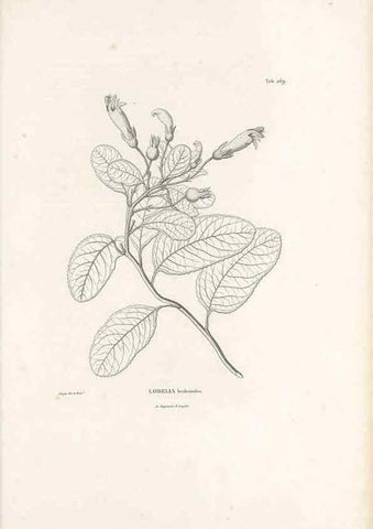 Reproducción/Reproduction 49521037083: Nova genera et species plantarum :. Antverpiae :Ex officina Christophori Plantini ...,1576.. 