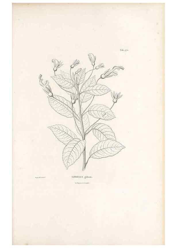 Reproducción/Reproduction 49521037468: Nova genera et species plantarum :. Antverpiae :Ex officina Christophori Plantini ...,1576.. 