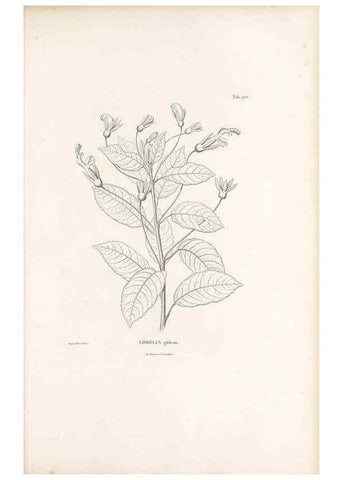 Reproducción/Reproduction 49521037468: Nova genera et species plantarum :. Antverpiae :Ex officina Christophori Plantini ...,1576.. 