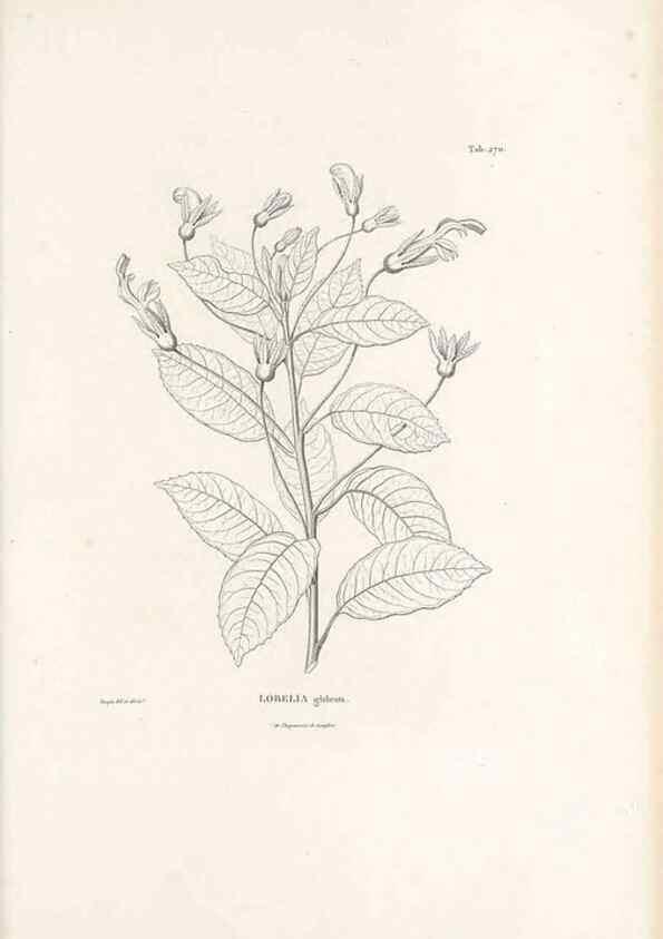 Reproducción/Reproduction 49521037468: Nova genera et species plantarum :. Antverpiae :Ex officina Christophori Plantini ...,1576.. 