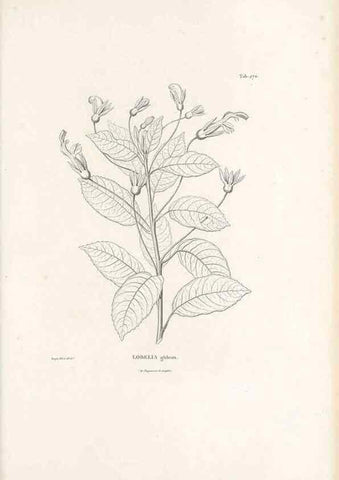 Reproducción/Reproduction 49521037468: Nova genera et species plantarum :. Antverpiae :Ex officina Christophori Plantini ...,1576.. 