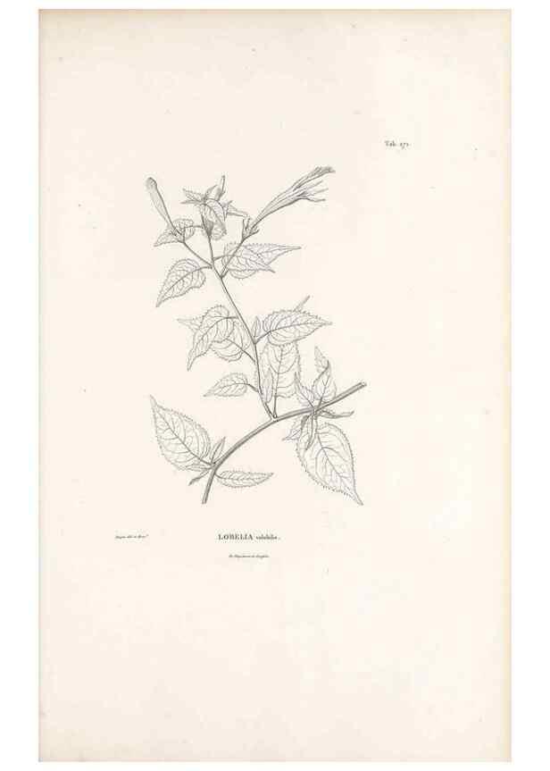 Reproducción/Reproduction 49521773452: Nova genera et species plantarum :. Antverpiae :Ex officina Christophori Plantini ...,1576.. 