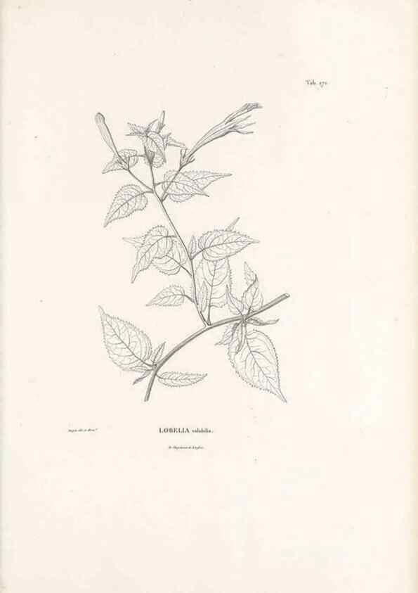 Reproducción/Reproduction 49521773452: Nova genera et species plantarum :. Antverpiae :Ex officina Christophori Plantini ...,1576.. 