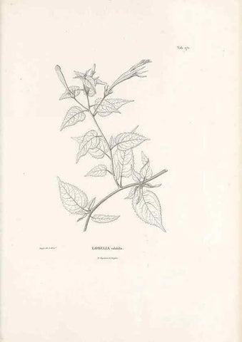 Reproducción/Reproduction 49521773452: Nova genera et species plantarum :. Antverpiae :Ex officina Christophori Plantini ...,1576.. 