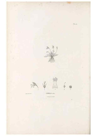 Reproducción/Reproduction 49521563016: Nova genera et species plantarum :. Antverpiae :Ex officina Christophori Plantini ...,1576.. 