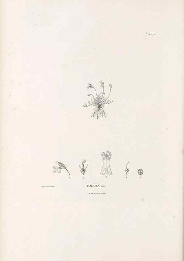 Reproducción/Reproduction 49521563016: Nova genera et species plantarum :. Antverpiae :Ex officina Christophori Plantini ...,1576.. 