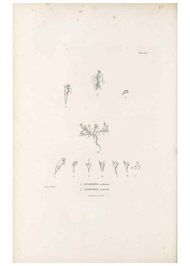 Reproducción/Reproduction 49521038503: Nova genera et species plantarum :. Antverpiae :Ex officina Christophori Plantini ...,1576.. 