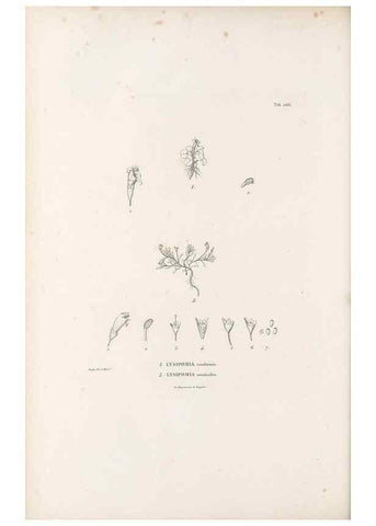 Reproducción/Reproduction 49521038503: Nova genera et species plantarum :. Antverpiae :Ex officina Christophori Plantini ...,1576.. 