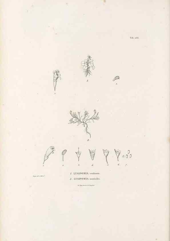 Reproducción/Reproduction 49521038503: Nova genera et species plantarum :. Antverpiae :Ex officina Christophori Plantini ...,1576.. 