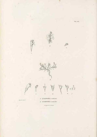 Reproducción/Reproduction 49521038503: Nova genera et species plantarum :. Antverpiae :Ex officina Christophori Plantini ...,1576.. 