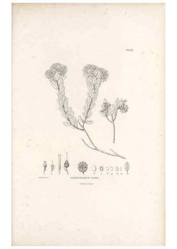 Reproducción/Reproduction 49521034243: Nova genera et species plantarum :. Antverpiae :Ex officina Christophori Plantini ...,1576.. 