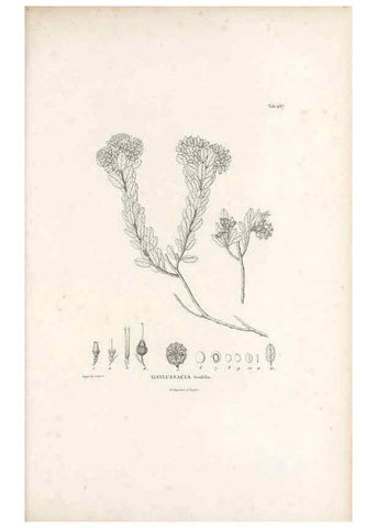 Reproducción/Reproduction 49521034243: Nova genera et species plantarum :. Antverpiae :Ex officina Christophori Plantini ...,1576.. 