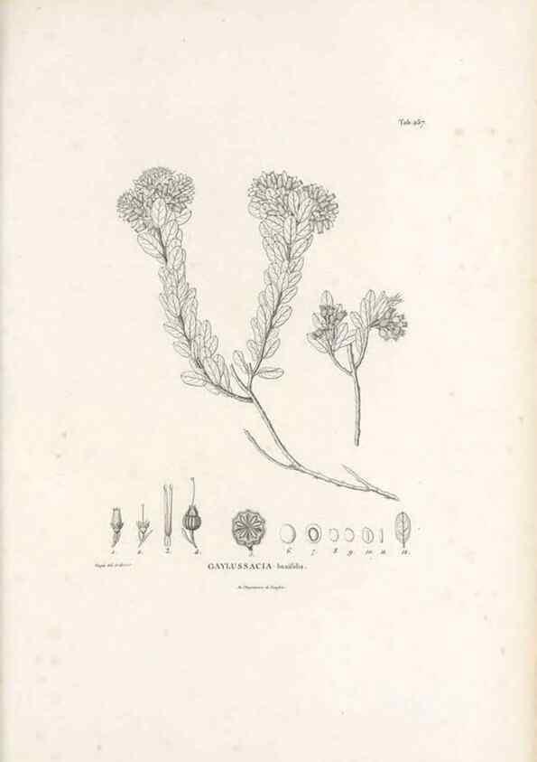 Reproducción/Reproduction 49521034243: Nova genera et species plantarum :. Antverpiae :Ex officina Christophori Plantini ...,1576.. 