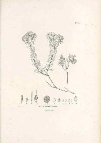 Reproducción/Reproduction 49521034243: Nova genera et species plantarum :. Antverpiae :Ex officina Christophori Plantini ...,1576.. 