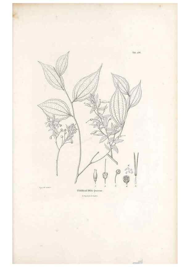 Reproducción/Reproduction 49521558741: Nova genera et species plantarum :. Antverpiae :Ex officina Christophori Plantini ...,1576.. 
