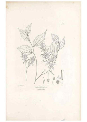 Reproducción/Reproduction 49521558741: Nova genera et species plantarum :. Antverpiae :Ex officina Christophori Plantini ...,1576.. 