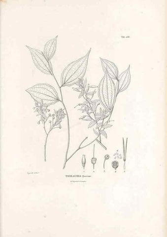 Reproducción/Reproduction 49521558741: Nova genera et species plantarum :. Antverpiae :Ex officina Christophori Plantini ...,1576.. 