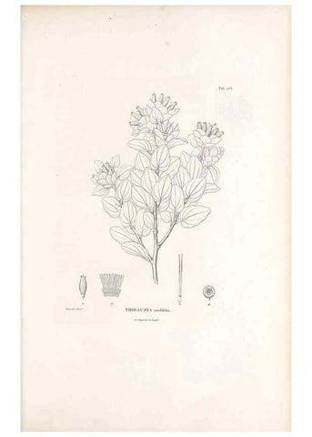 Reproducción/Reproduction 49521558476: Nova genera et species plantarum :. Antverpiae :Ex officina Christophori Plantini ...,1576.. 