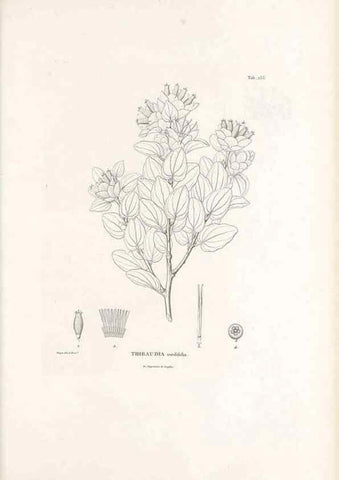 Reproducción/Reproduction 49521558476: Nova genera et species plantarum :. Antverpiae :Ex officina Christophori Plantini ...,1576.. 