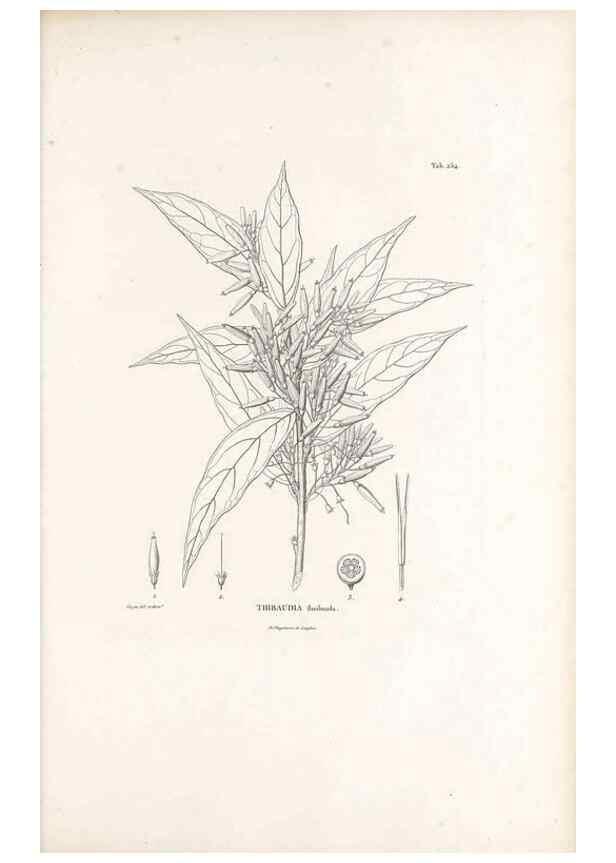 Reproducción/Reproduction 49521558196: Nova genera et species plantarum :. Antverpiae :Ex officina Christophori Plantini ...,1576.. 
