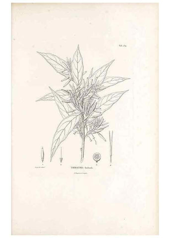 Reproducción/Reproduction 49521558196: Nova genera et species plantarum :. Antverpiae :Ex officina Christophori Plantini ...,1576.. 