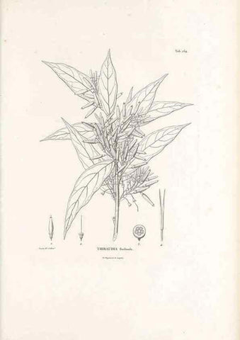 Reproducción/Reproduction 49521558196: Nova genera et species plantarum :. Antverpiae :Ex officina Christophori Plantini ...,1576.. 