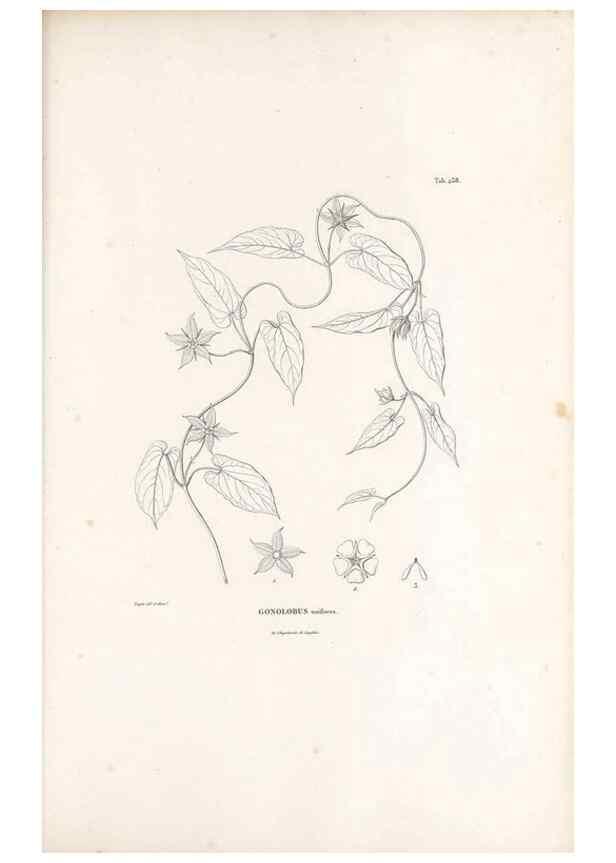 Reproducción/Reproduction 49521028763: Nova genera et species plantarum :. Antverpiae :Ex officina Christophori Plantini ...,1576.. 
