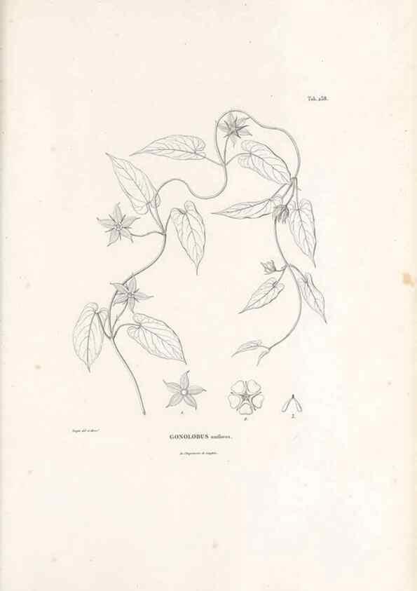 Reproducción/Reproduction 49521028763: Nova genera et species plantarum :. Antverpiae :Ex officina Christophori Plantini ...,1576.. 