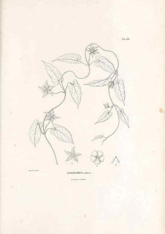 Reproducción/Reproduction 49521028763: Nova genera et species plantarum :. Antverpiae :Ex officina Christophori Plantini ...,1576.. 