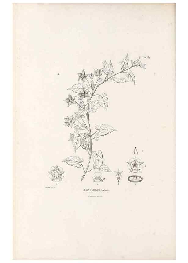 Reproducción/Reproduction 49521764182: Nova genera et species plantarum :. Antverpiae :Ex officina Christophori Plantini ...,1576.. 