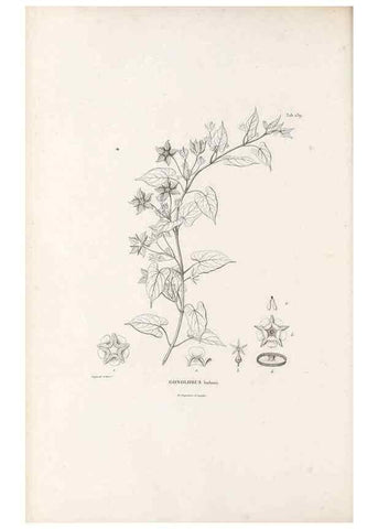 Reproducción/Reproduction 49521764182: Nova genera et species plantarum :. Antverpiae :Ex officina Christophori Plantini ...,1576.. 