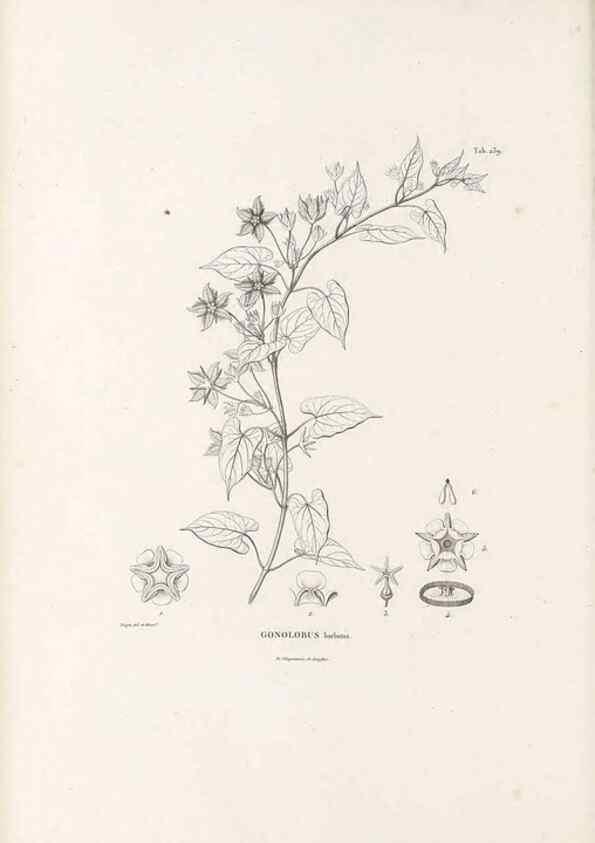 Reproducción/Reproduction 49521764182: Nova genera et species plantarum :. Antverpiae :Ex officina Christophori Plantini ...,1576.. 