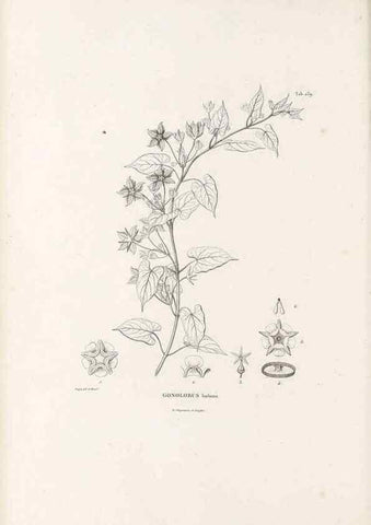 Reproducción/Reproduction 49521764182: Nova genera et species plantarum :. Antverpiae :Ex officina Christophori Plantini ...,1576.. 