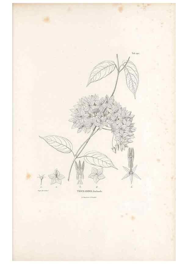 Reproducción/Reproduction 49521553986: Nova genera et species plantarum :. Antverpiae :Ex officina Christophori Plantini ...,1576.. 