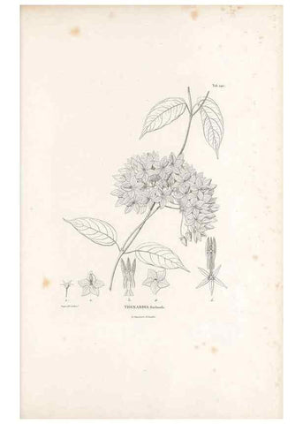 Reproducción/Reproduction 49521553986: Nova genera et species plantarum :. Antverpiae :Ex officina Christophori Plantini ...,1576.. 