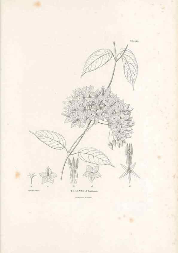 Reproducción/Reproduction 49521553986: Nova genera et species plantarum :. Antverpiae :Ex officina Christophori Plantini ...,1576.. 