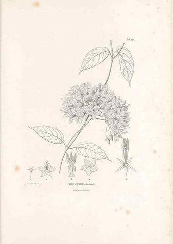 Reproducción/Reproduction 49521553986: Nova genera et species plantarum :. Antverpiae :Ex officina Christophori Plantini ...,1576.. 