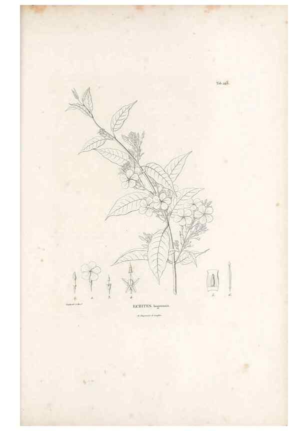 Reproducción/Reproduction 49521554256: Nova genera et species plantarum :. Antverpiae :Ex officina Christophori Plantini ...,1576.. 