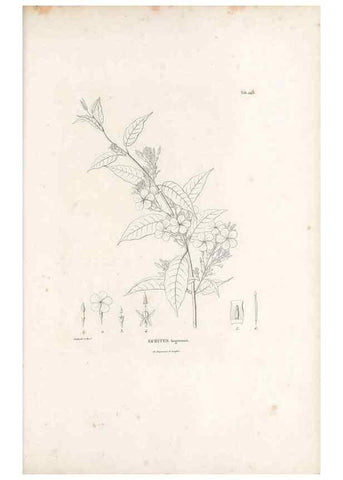 Reproducción/Reproduction 49521554256: Nova genera et species plantarum :. Antverpiae :Ex officina Christophori Plantini ...,1576.. 