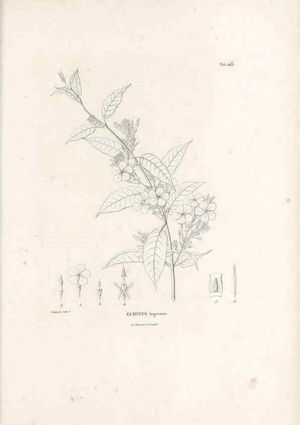 Reproducción/Reproduction 49521554256: Nova genera et species plantarum :. Antverpiae :Ex officina Christophori Plantini ...,1576.. 